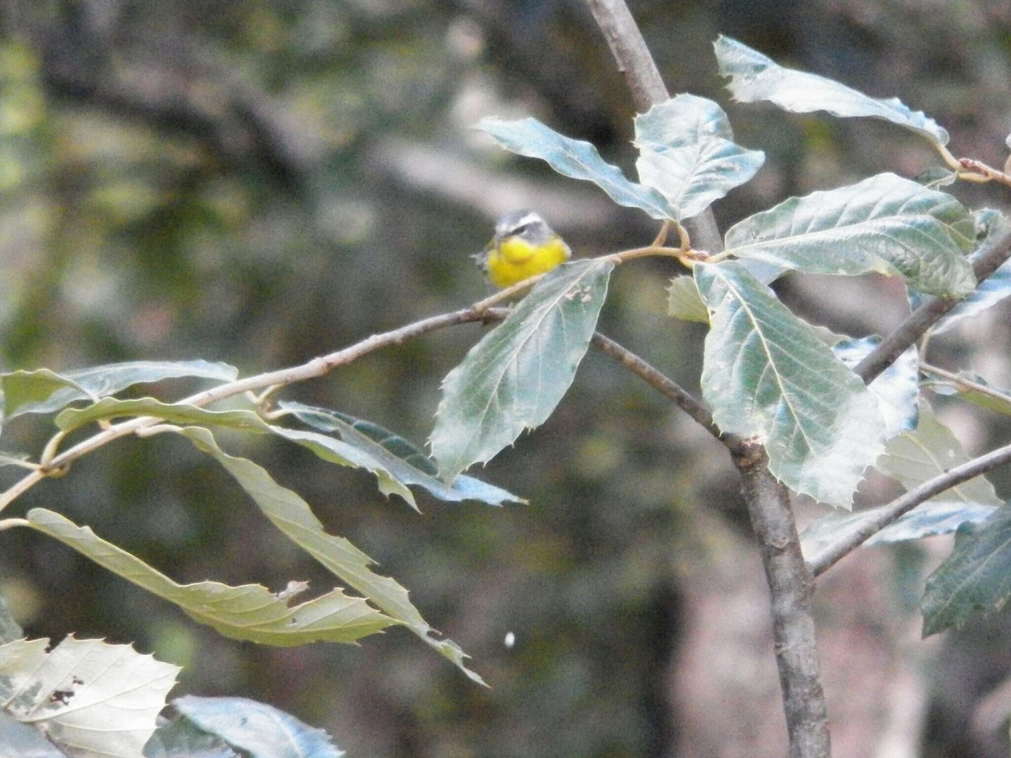 Image of Crescent-chested Warbler