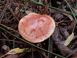 Image of Fistulinella prunicolor (Cooke & Massee) Watling 1989