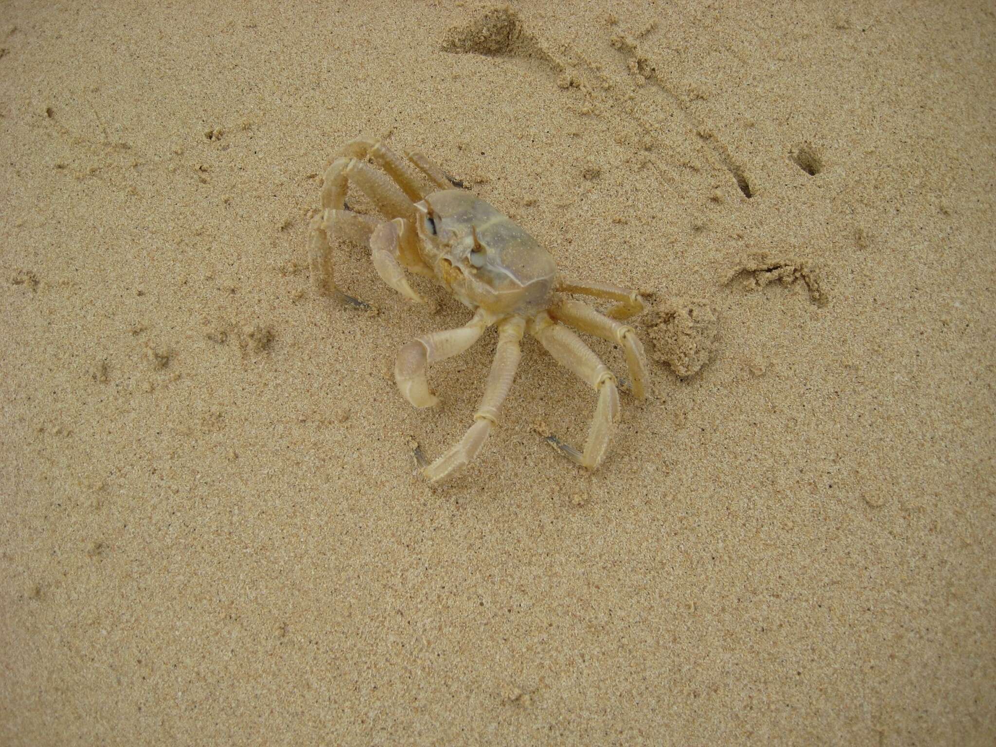 Image of tufted ghost crab