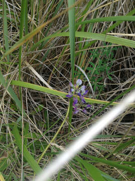 Image of seashore lupine