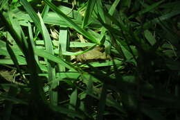 Image of Arcuate-spotted Pygmy Frog