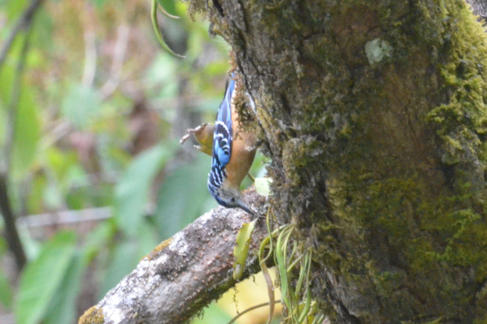 Image of Beautiful Nuthatch