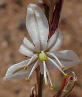 Image of Chlorophytum crassinerve (Baker) Oberm.