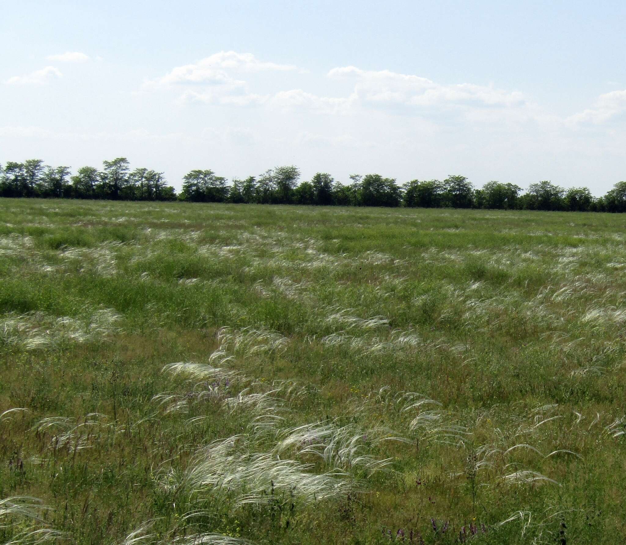 Sivun Stipa rubens P. A. Smirn. kuva