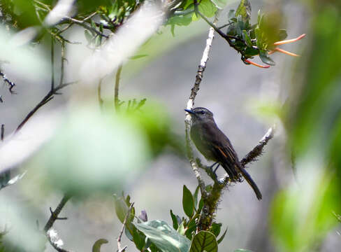 Image of Smoky Bush Tyrant