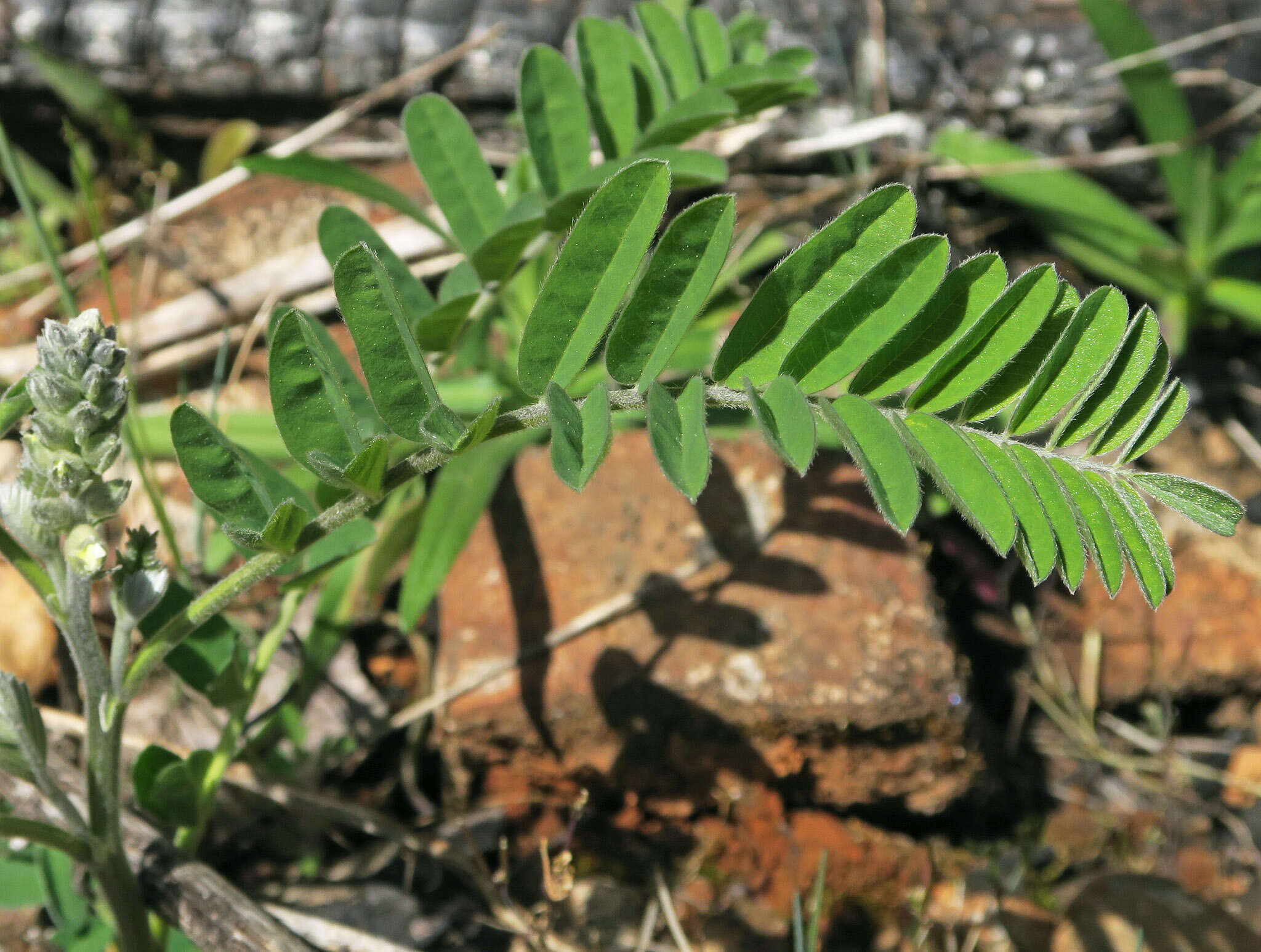 Слика од Sophora leachiana M. Peck