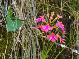 Cynorkis gibbosa Ridl.的圖片