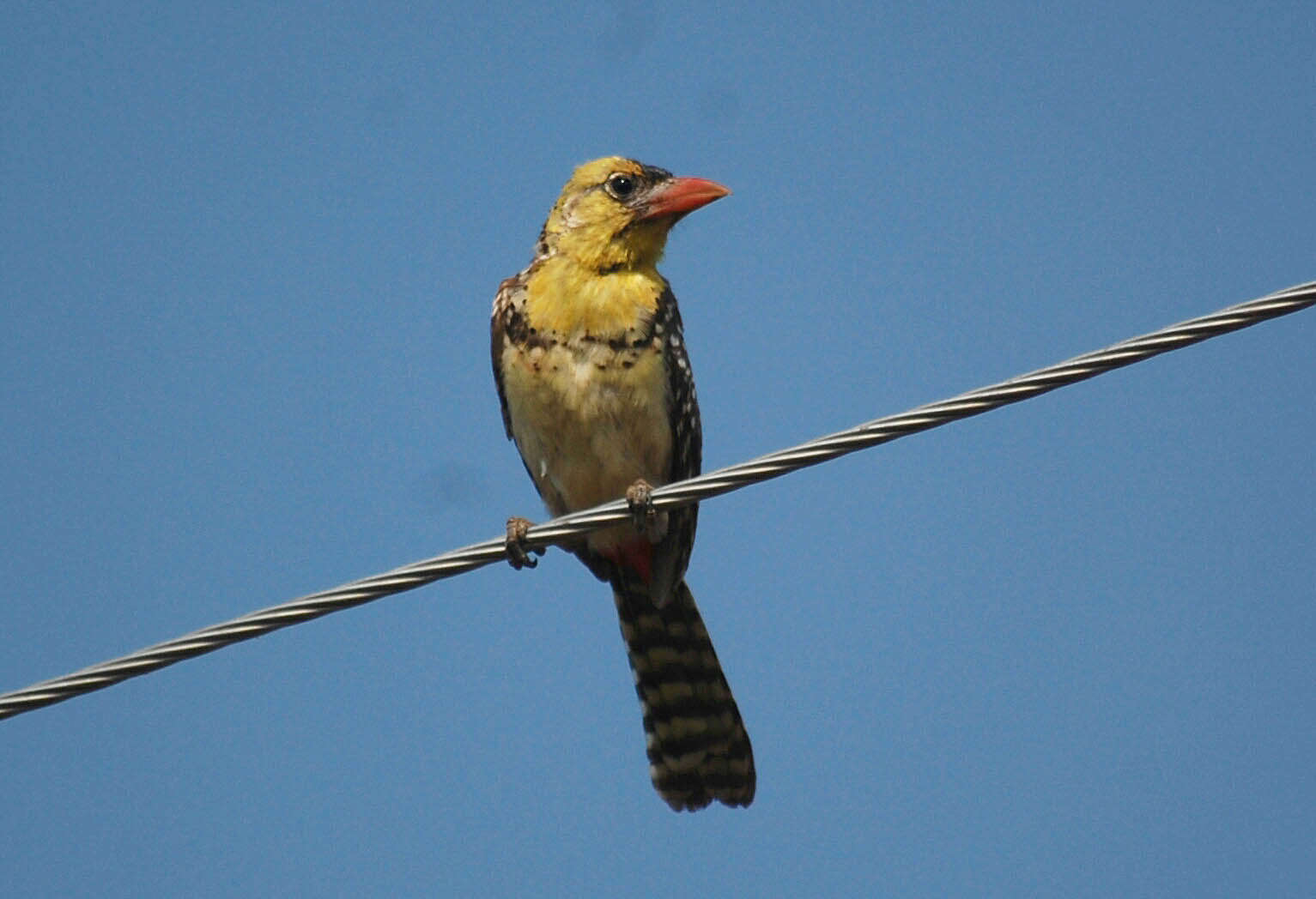 Image of Yellow-breasted Barbet
