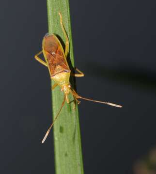 Image of Amblypelta lutescens lutescens (Distant 1911)