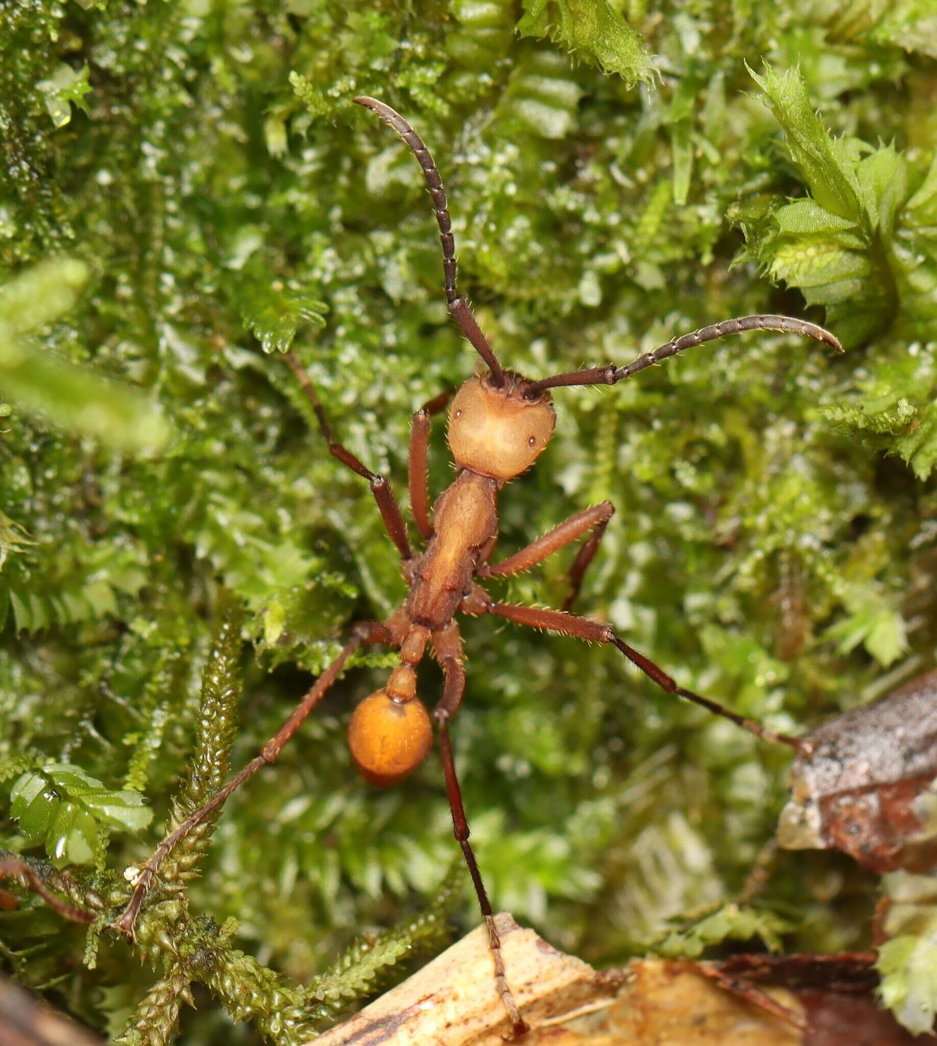 Image of Eciton lucanoides Emery 1894