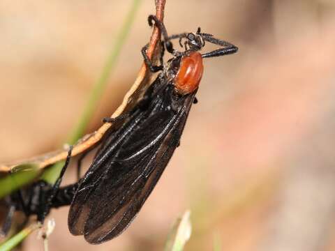 Image of Plecia dimidiata Macquart 1846