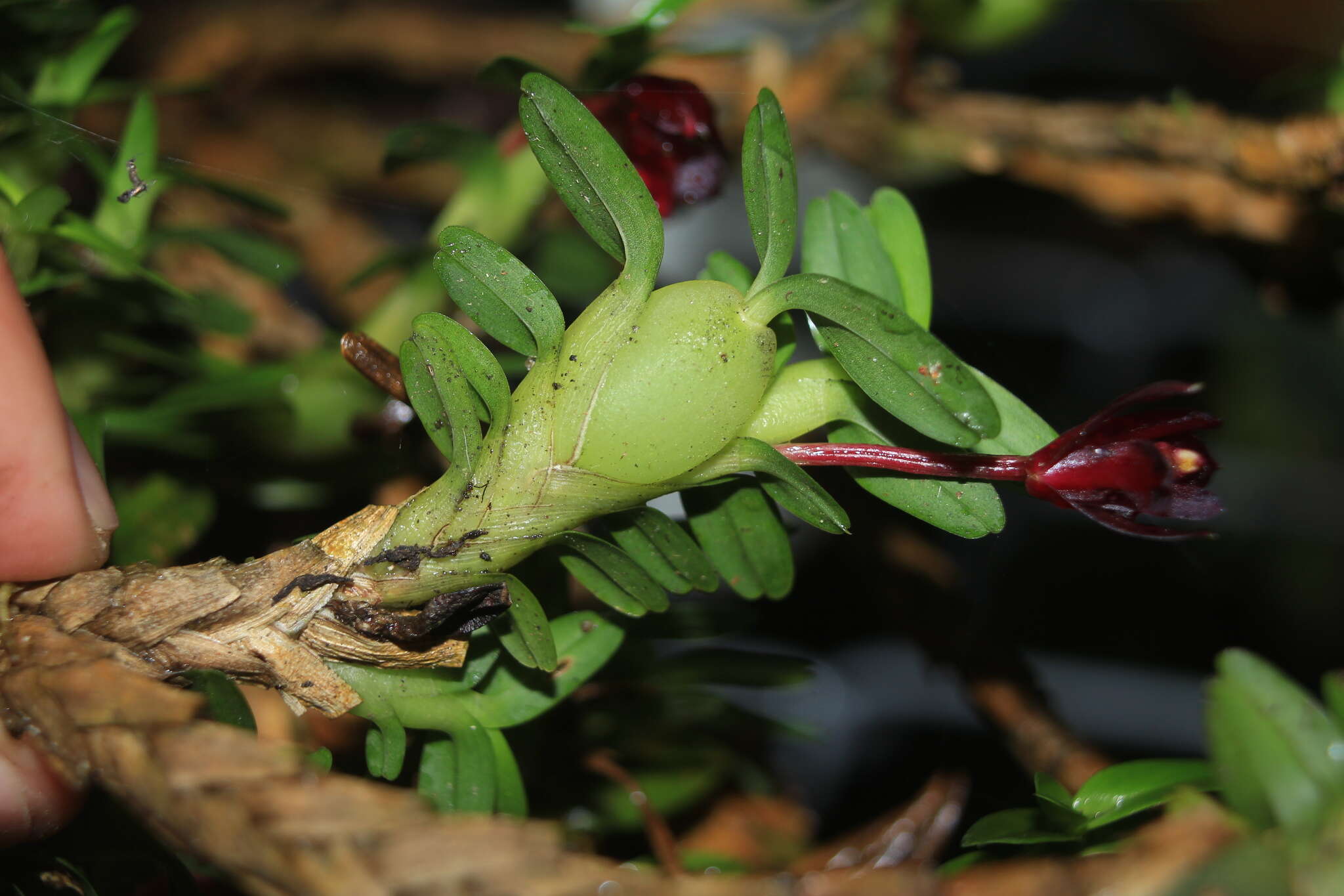 Image of Maxillaria dichaeoides D. E. Benn. & Christenson