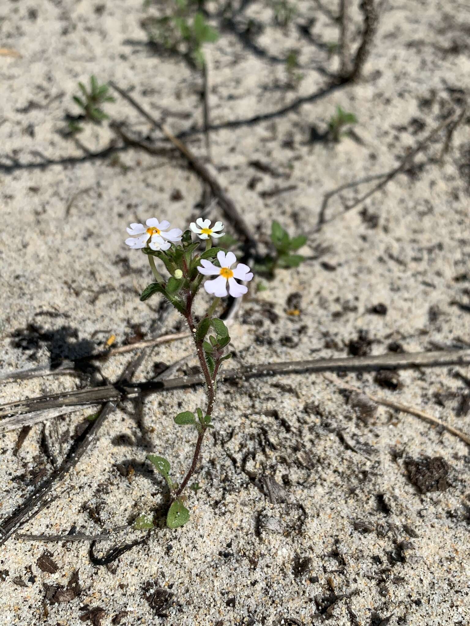 Image of Zaluzianskya villosa F. W. Schmidt