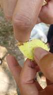 Image of <i>Eurema blanda arsakia</i>