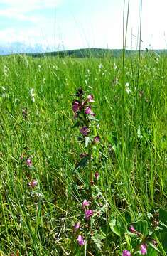 Image of Pedicularis adunca Bieb. ex Stev.