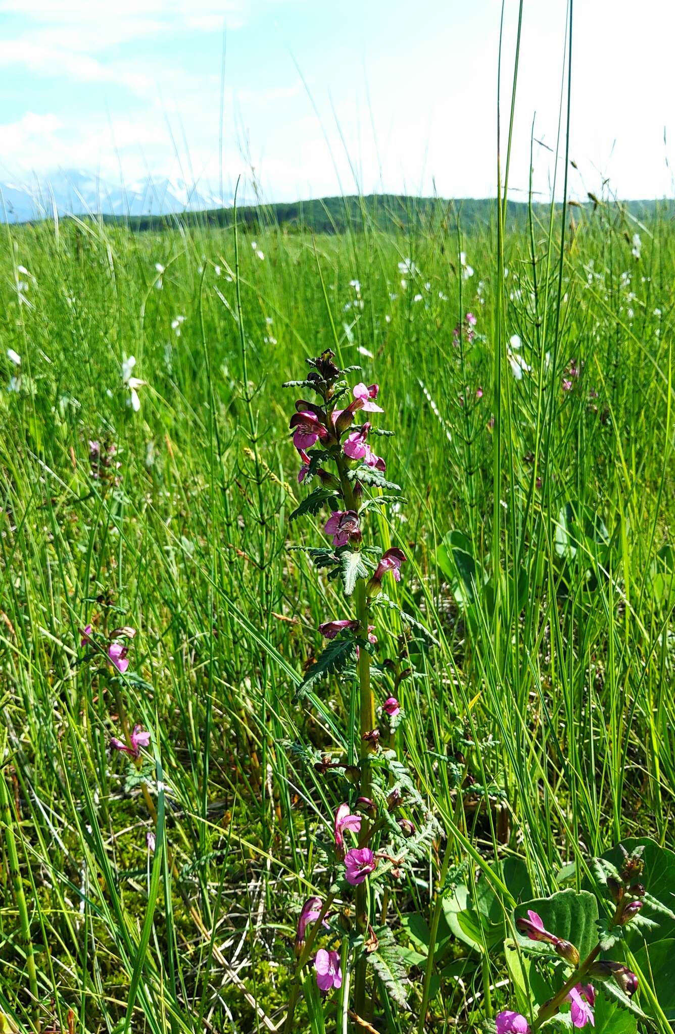 Image of Pedicularis adunca Bieb. ex Stev.