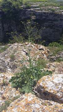 Image of Crambe koktebelica (Junge) N. Busch