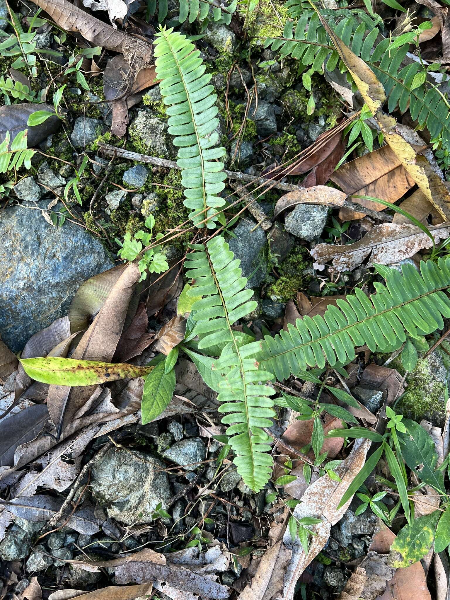 Image of Streamside Sword Fern