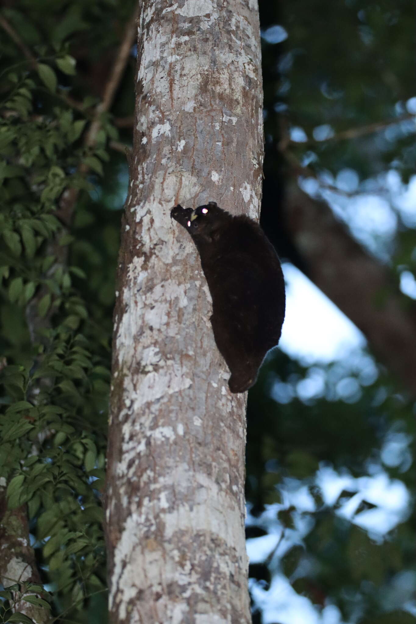 Image of Philippine Flying Lemurs