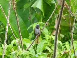 Image of Buff-throated Saltator