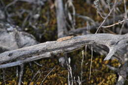 Image of celery stalkworm