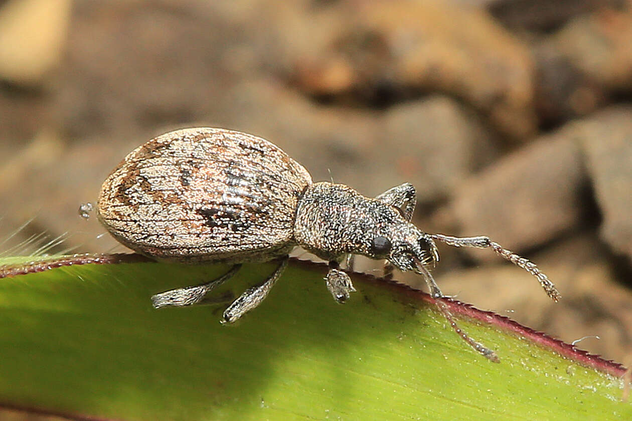 Plancia ëd Phyllobius (Angarophyllobius) claviger Faust 1889