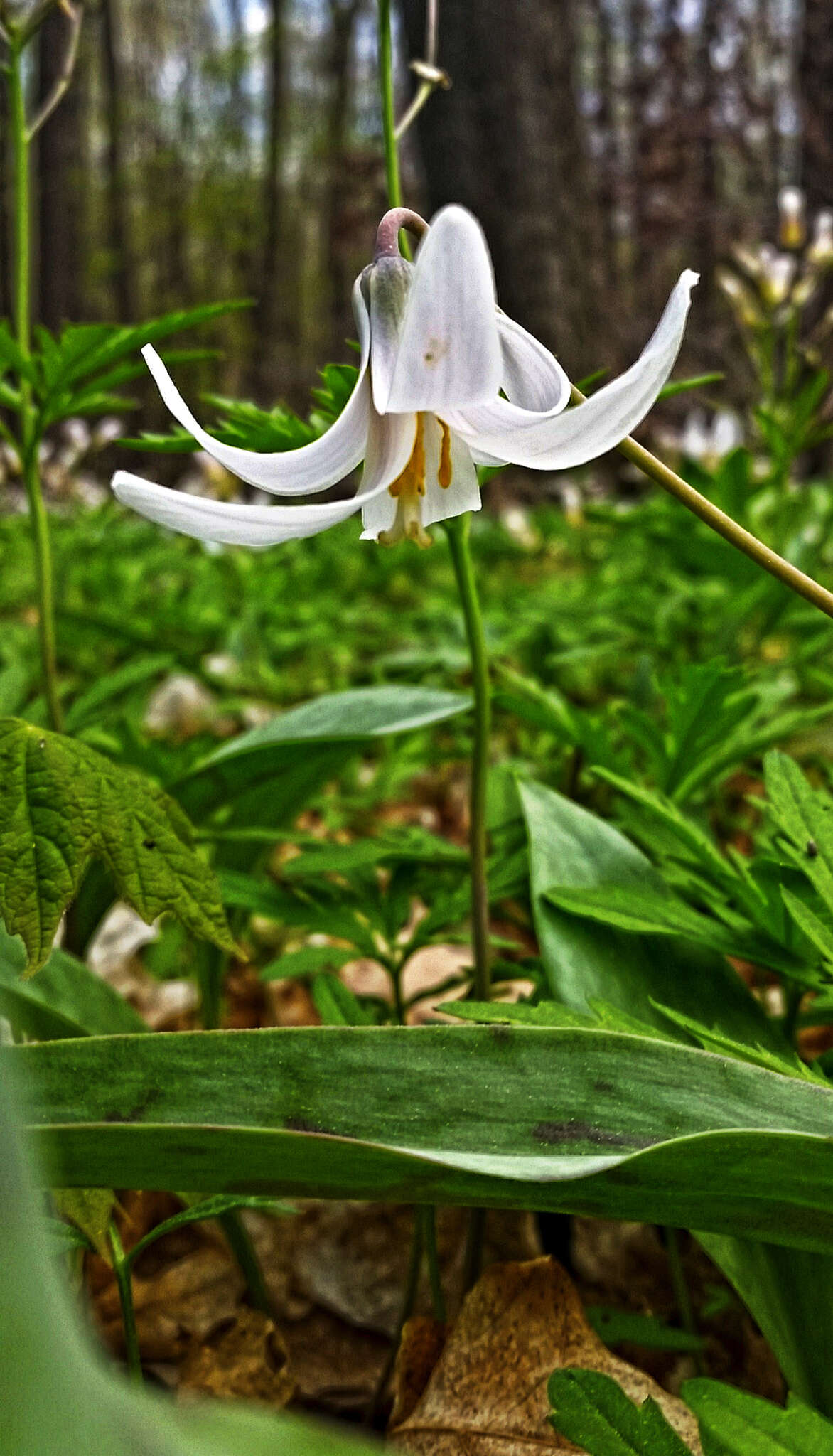 Image of white fawnlily