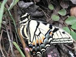 Image of Papilio alexiares garcia Rothschild & Jordan 1906