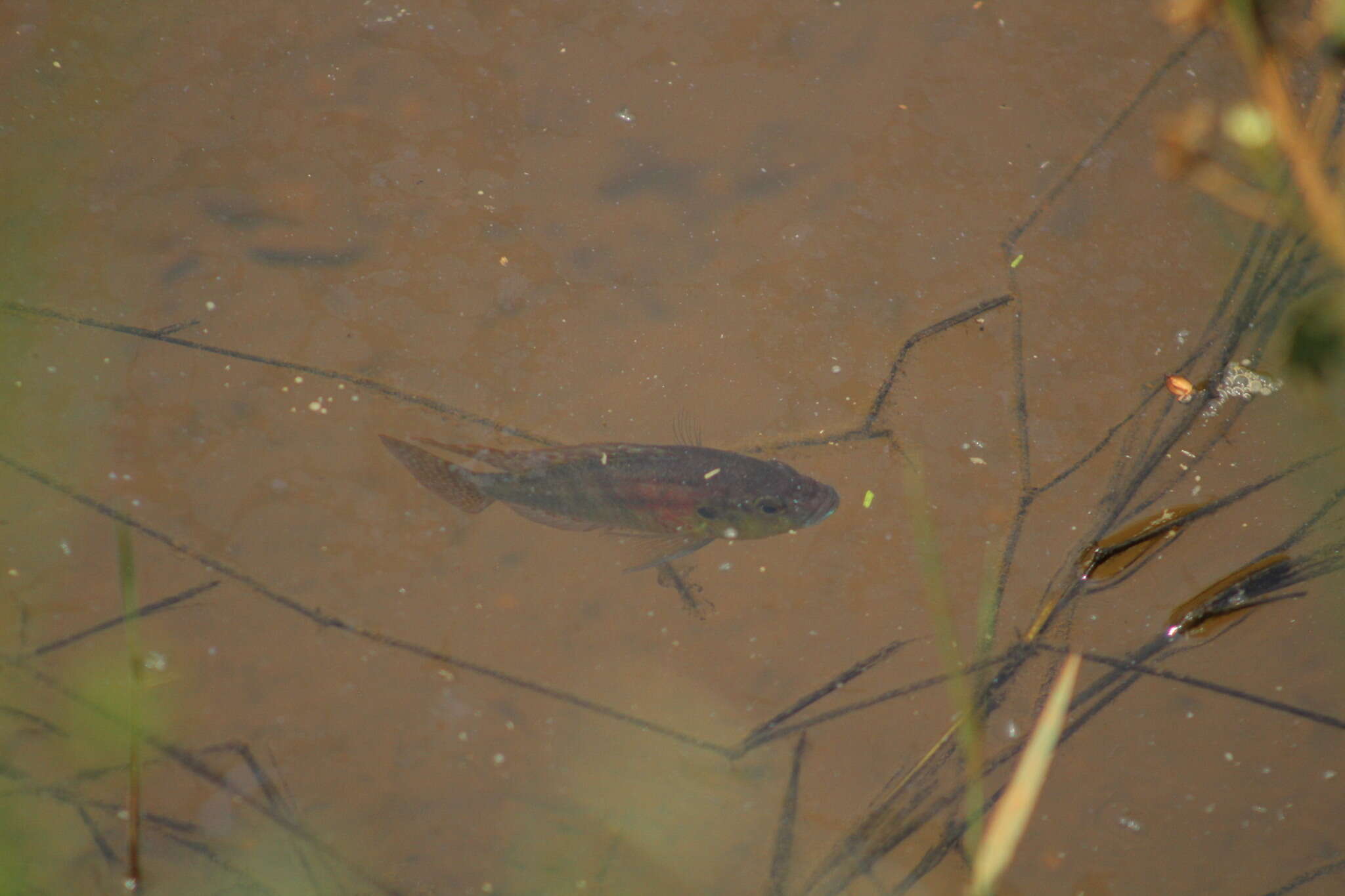 Image de Astatotilapia burtoni (Günther 1894)