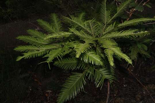 Image of Sticherus flabellatus var. flabellatus