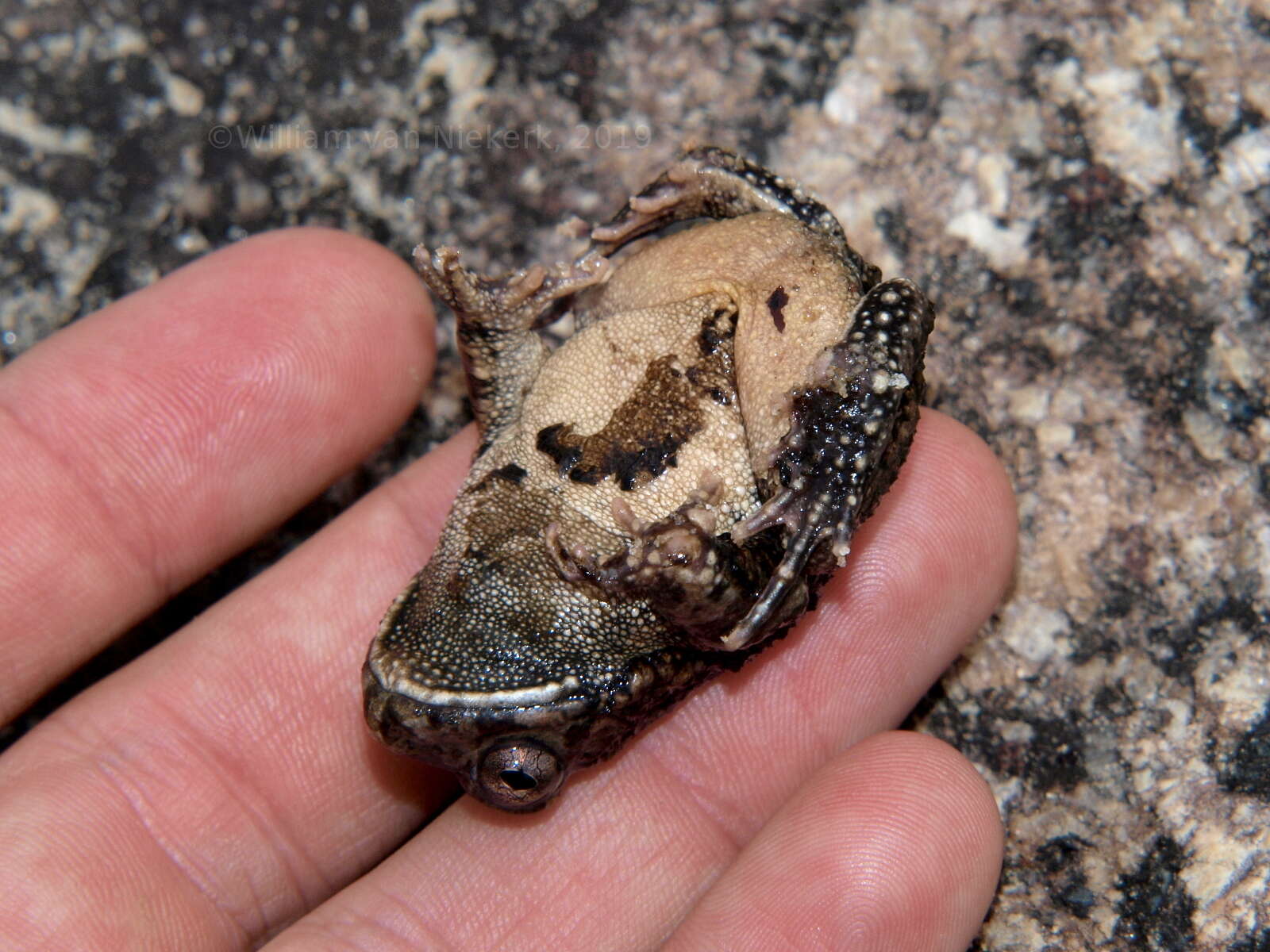 Image of Sclerophrys pusilla (Mertens 1937)