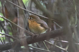 Image of Rusty-breasted Antpitta