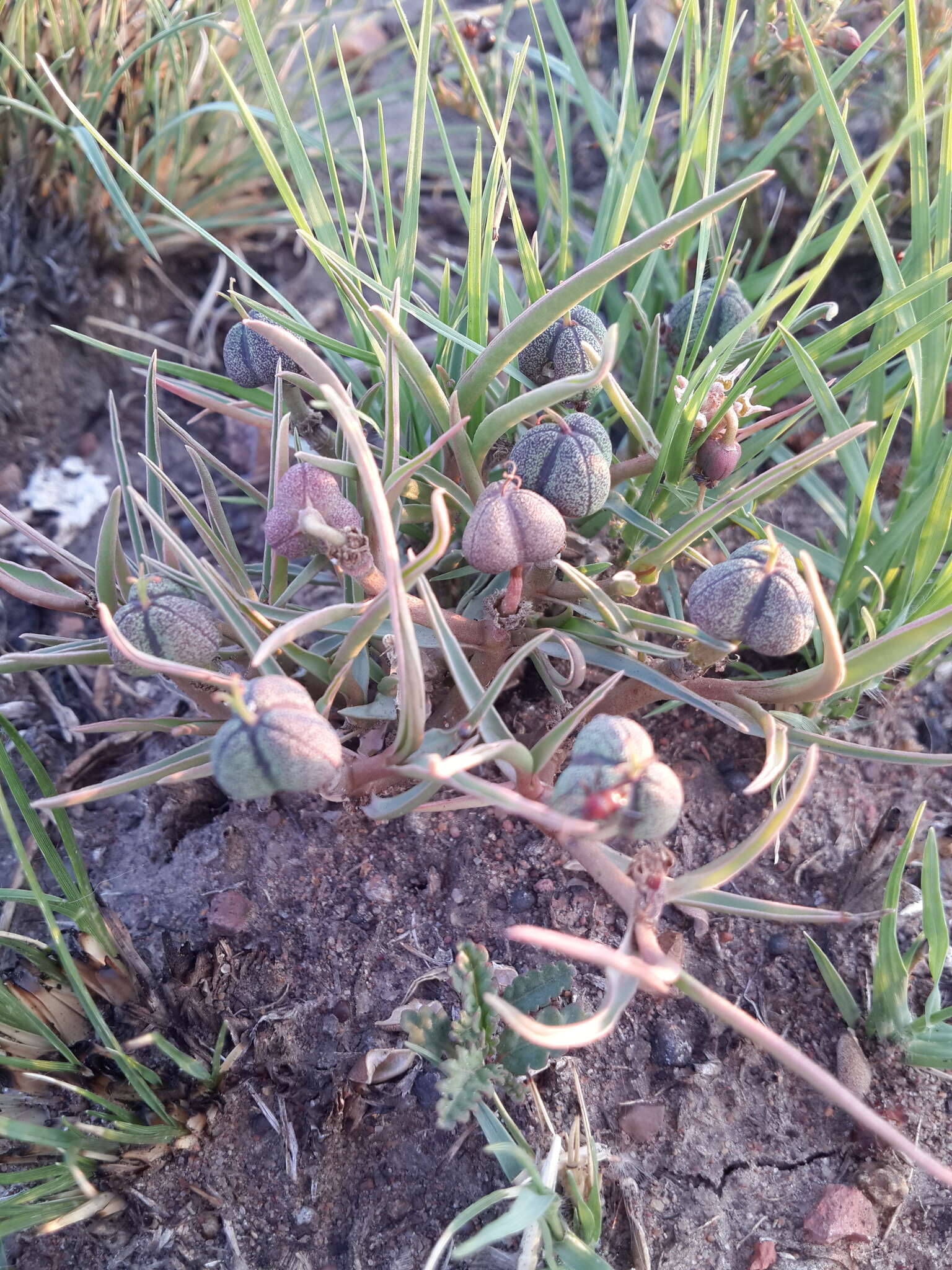 Image of Euphorbia pseudotuberosa Pax