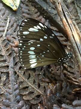 Image of Euploea core corinna (MacLeay 1826)