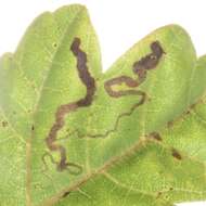 Image of Stigmella intermedia (Braun 1917) Wilkinson et al. 1979