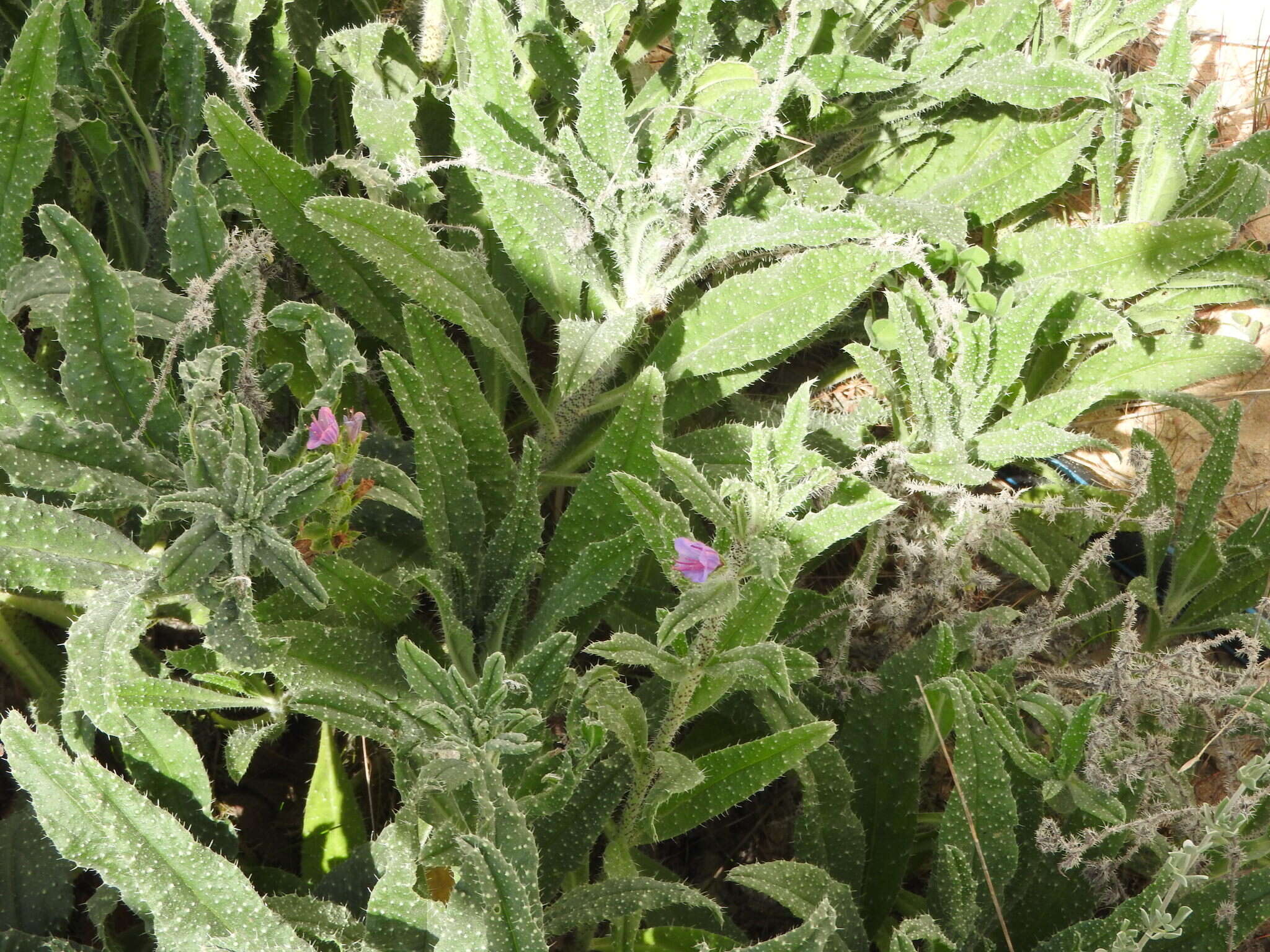 Image of Echium gaditanum Boiss.