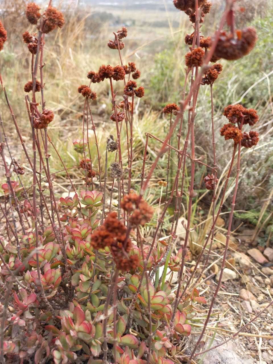 Image of Crassula latibracteata Tölken