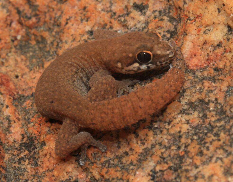 Image of Cradock Thick-toed Gecko