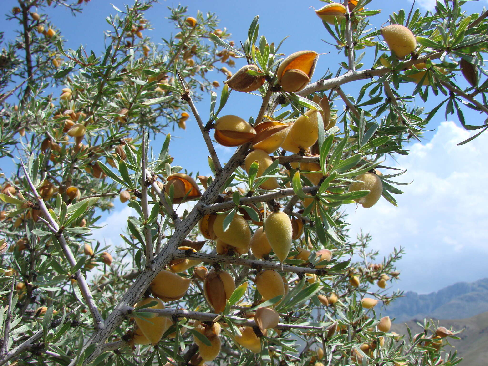 Imagem de Prunus spinosissima (A. Bunge) Franch.