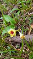 Image of Mandevilla hirsuta (Richard) Malme