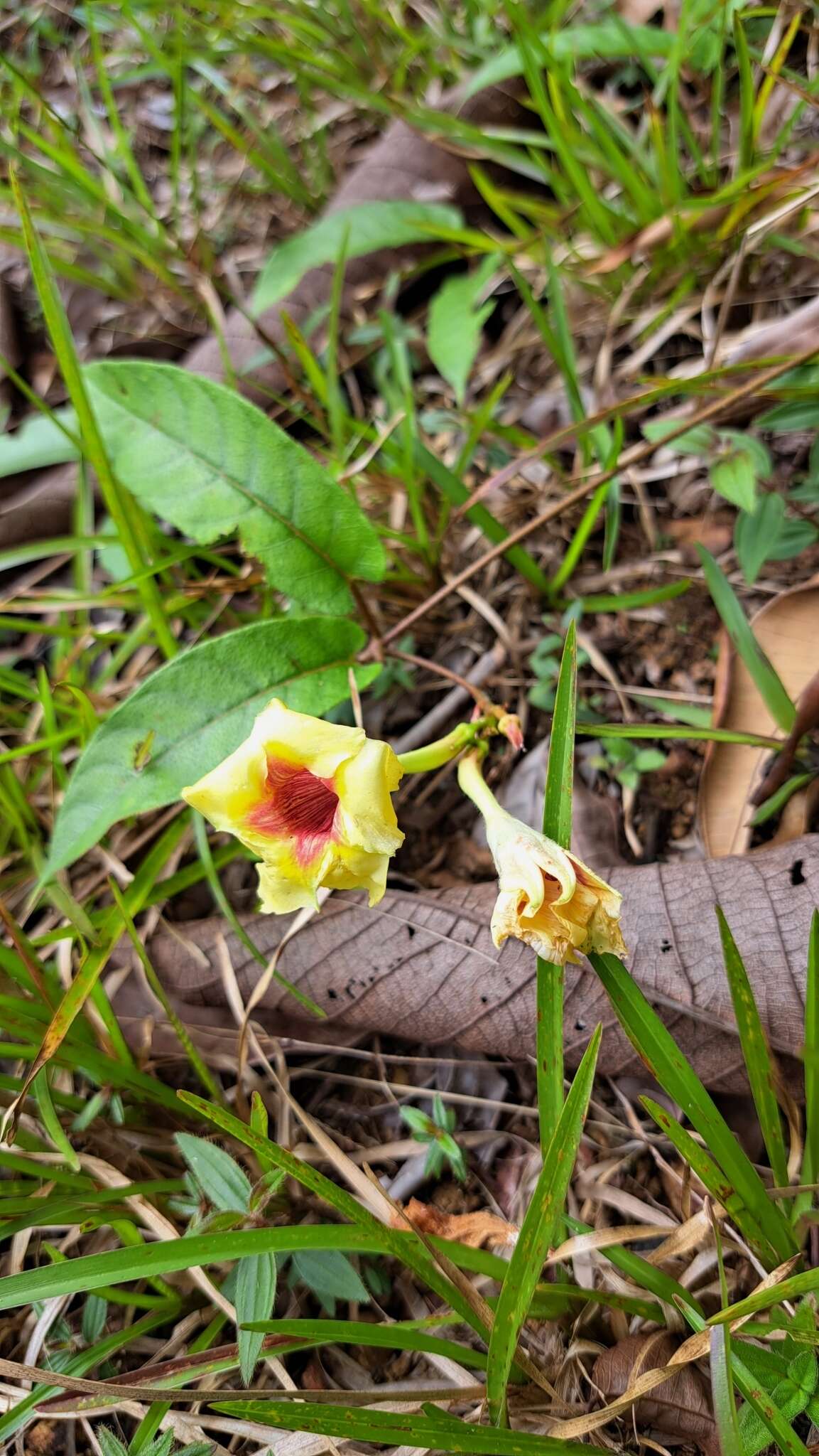 Image of Mandevilla hirsuta (Richard) Malme