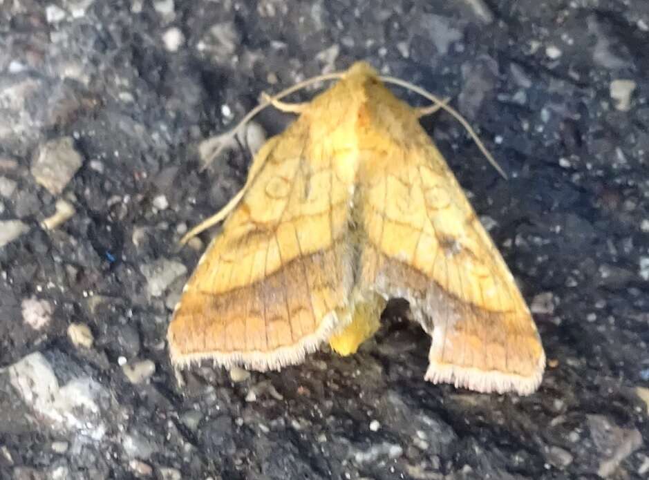 Image of bordered sallow