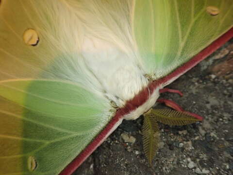 Image of Actias gnoma (Butler 1877)