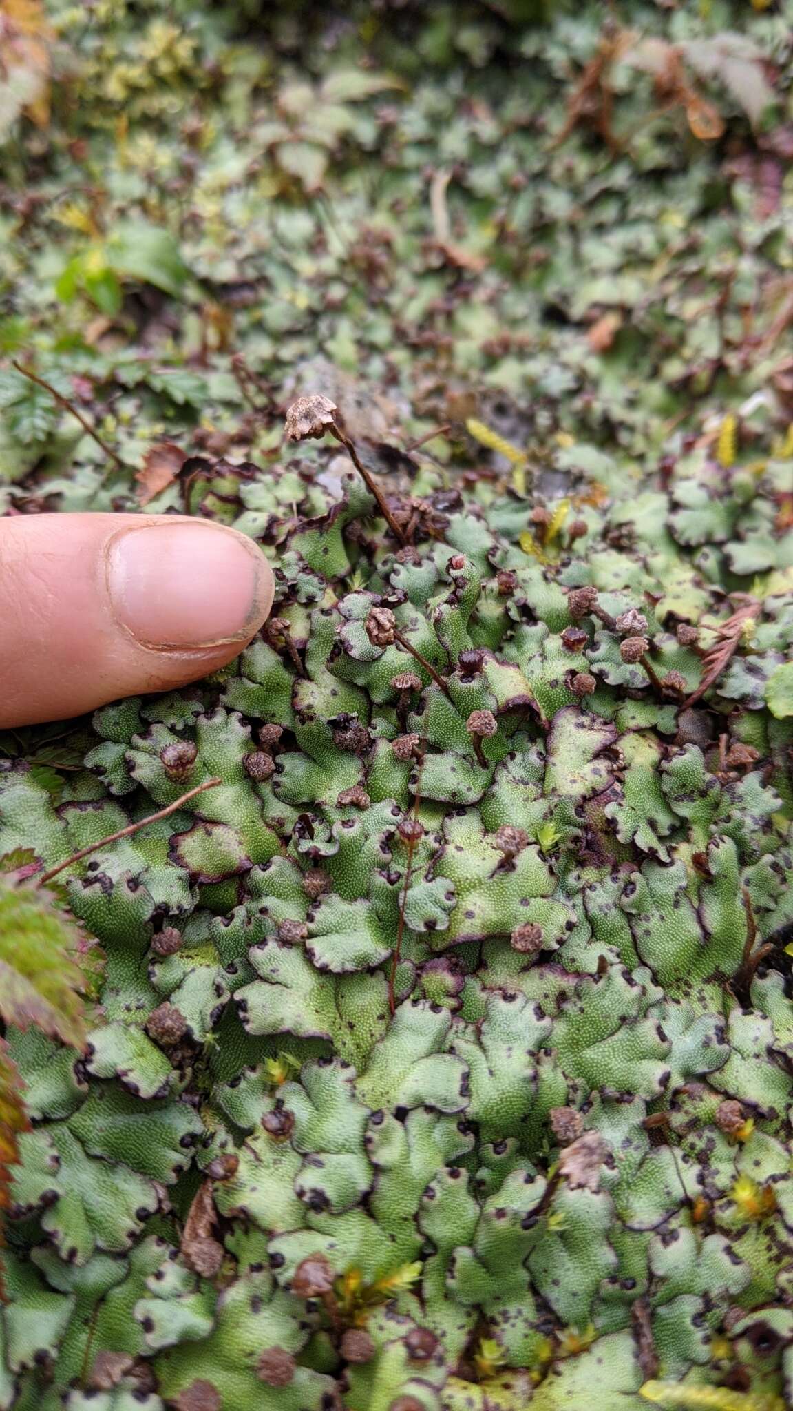 Image of Marchantia paleacea Bertol.