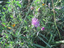 Plancia ëd Plectocephalus americanus (Nutt.) D. Don