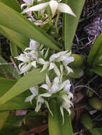 Image of Prosthechea chacaoensis (Rchb. fil.) W. E. Higgins