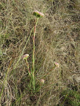 Image of Crassula subulata L.