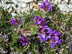 Plancia ëd Oxytropis halleri Koch