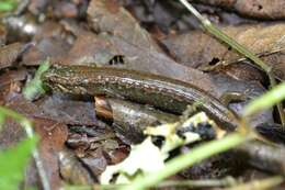 Image of Santeetlah Dusky Salamander