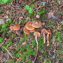 Plancia ëd Cortinarius acutovelatus Rob. Henry 1988